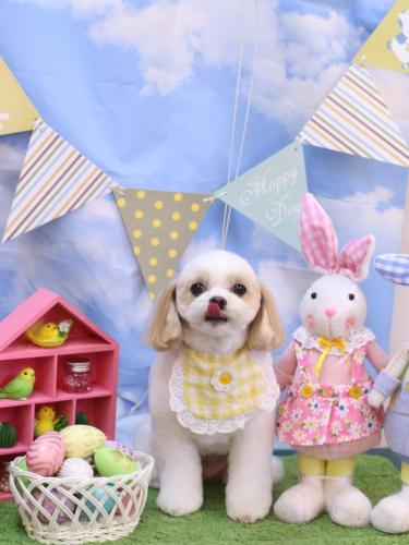 20240320みるくちゃん